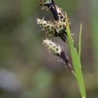 Variegated Sege (Carex stylosa)