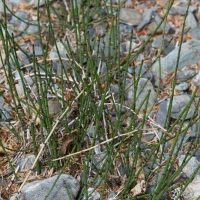 Variegated Scouring-rush (Equisetum variegatum)