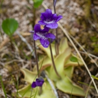 Comnon Butterwort (Pinguicula villosa)