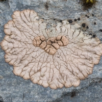 Bull's Eye Lichen (Placopsis gelida)