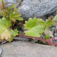 Wood Saxifrage (Saxifraga mertensiana)
