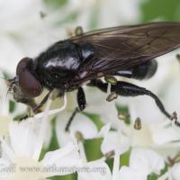 Black Syrphid (Cynorhinella bella)