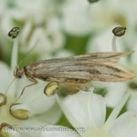 Moth (Schreckensteinia sp)