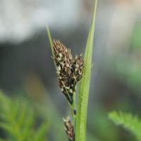 Buxbaum's Sedge  (Carex buxbaumii)