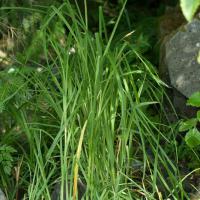 Lyngbye's Sedge  (Carex lyngbyei)