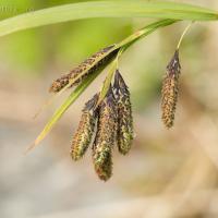 Mertens' Sedge (Carex mertensii)
