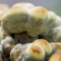 Toasted Marshmallow Fungus
