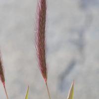 Meadow Barley (Hordeum brachyantherum)