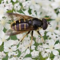 Flower Fly (Sericomyia sp) on Cow Parsnip