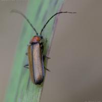 Soldier Beetle (Silis sp)