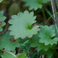 Heart-leaf Saxifrage (Saxifraga nelsoniana)