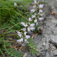 Alpine Milk-vetch (Astragalus alpinus)