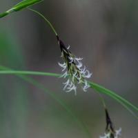 Long-awned Sedge (Carex macrochaeta)