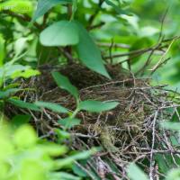 Hermit Thrush Nest