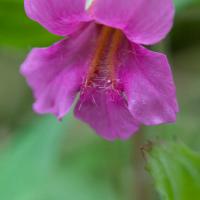 Pink Monkey Flower (Mimulus lewisii)