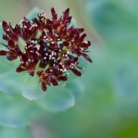 Ledge Stonecrop (Rhodiola integrifolia)
