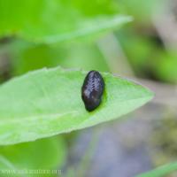 Small Slug