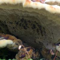 Toasted Marshmallow Fungus