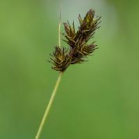 Sedge (Carex sp)