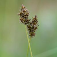 Sedge (Carex sp)