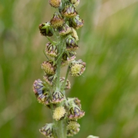 Boreal Sagebrush (Artemisia norvegica)