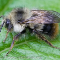 Fuzzy-horned Bumblebee (Bombus mixtus)