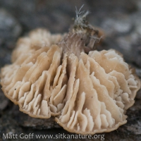 Brown Fungus