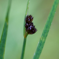 Dagger-leaf Rush (Juncus ensifolius)