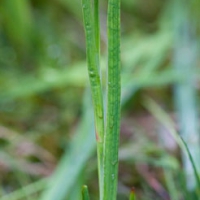 Dagger-leaf Rush (Juncus ensifolius)