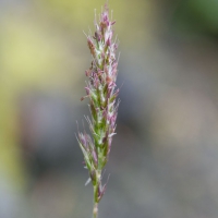 Downy Oatgrass (Trisetum spicatum)