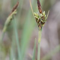Livid Sedge (Carex livida)
