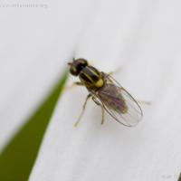 Frit Fly (Choropidae sp)