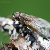 Fly (Diptera sp)