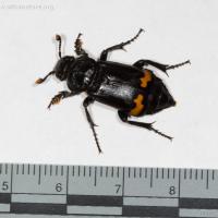 Carrion Beetle (Nicrophorus investigator)