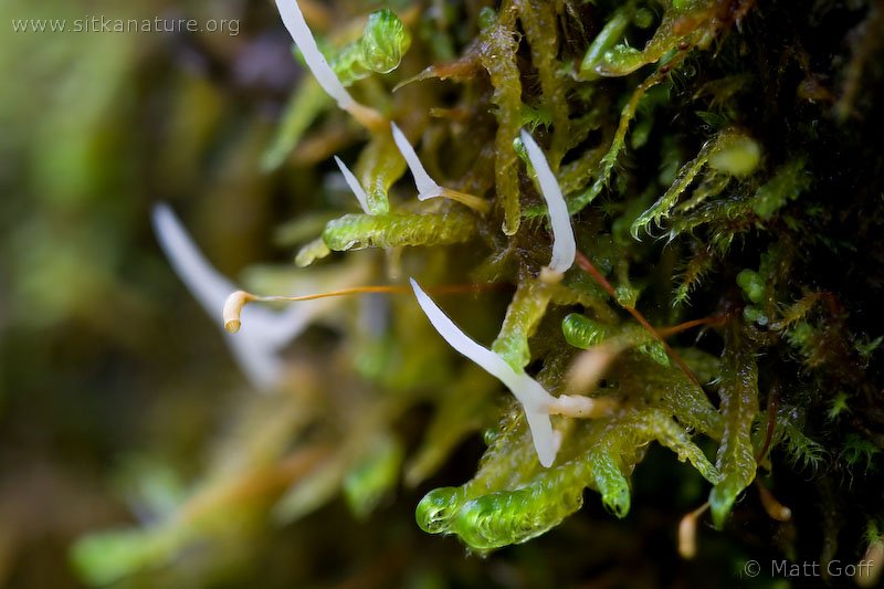 Moss with Growths