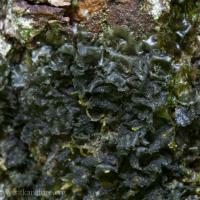 Blue Vinyl Lichen (Leptogium cyanescens)