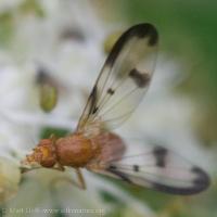 Flutter Fly (Pallopteridae)