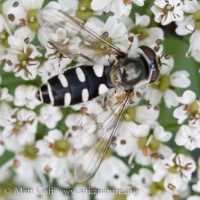 Flower Fly (Melangyna sp)