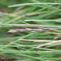 Pacific Alkaligrass (Puccinellia nutkaensis)