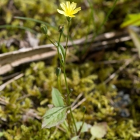 Common Nipplewort (Lapsana communis)
