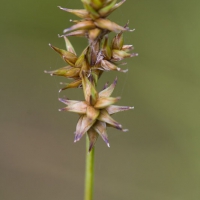Star Sedge (Carex echinata)