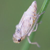 Leafhopper (Evacanthus grandipes)