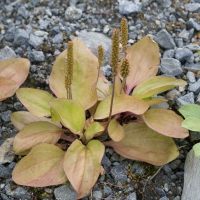 Common Plantain (Plantago major)