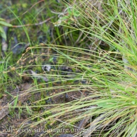 Smooth-stem Sedge (Carex laeviculmis)