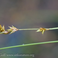 Smooth-stem Sedge (Carex laeviculmis)