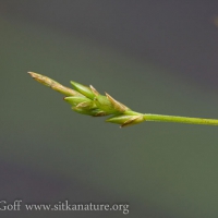 Bristle-stalk Sedge (Carex leptalea)