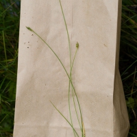 Bristle-stalk Sedge (Carex leptalea)