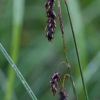 Many-flowered Sedge (Carex pluriflora)