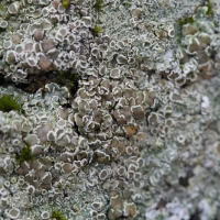 Unidentified Lichen