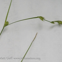 Unidentified Sedge (Carex sp)